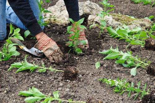 Healthy trees maintained by tree surgery in Crofton Park
