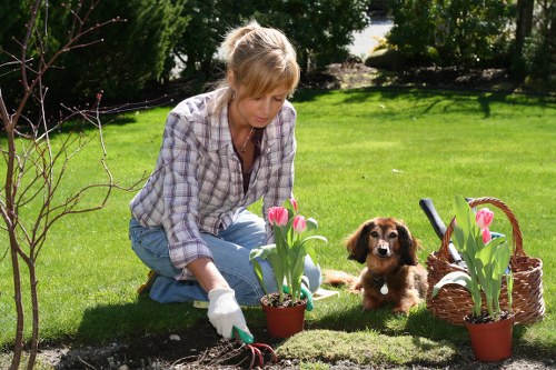 Clean and balanced hedge care for Crofton Park homes