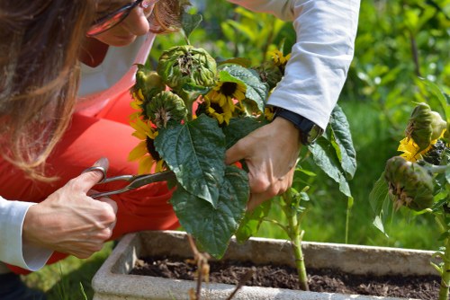 Professional garden clearance preparing a Crofton Park garden